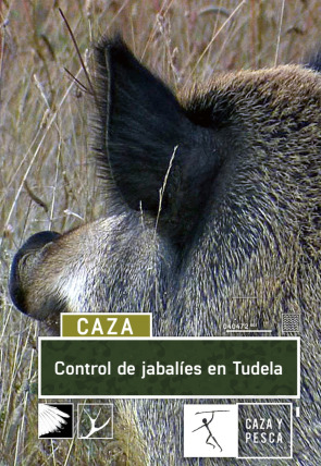 Control de jabalíes en Tudela