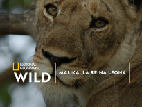 Malika: la reina leona | 1temporada
