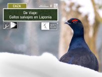 De viaje: Gallos salvajes en Laponia
