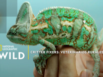 Critter Fixers: veterinarios rurales: Mundo de reptiles
