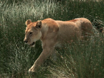 Guerras felinas: leones contra guepardos
