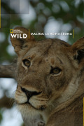Malika: la reina leona | 1temporada
